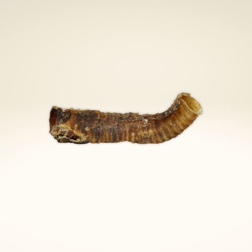 Trachées artères de chameau