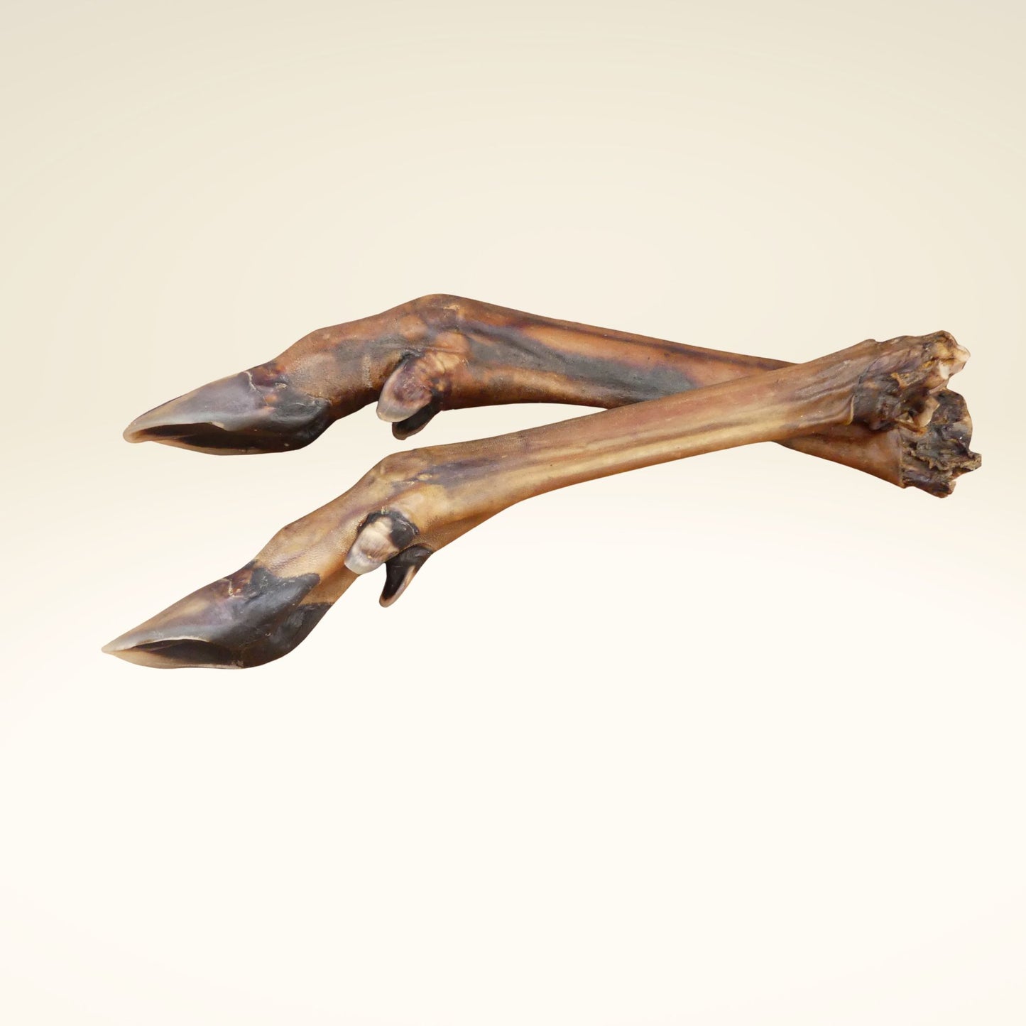 Patte antérieure de cerf